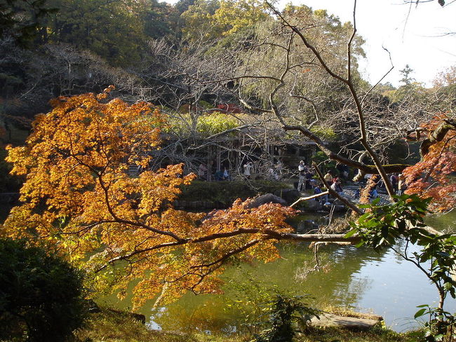 秋も深まった日に、成田山の紅葉祭りに行きました。赤や黄色の木々がきれいでした。成田山の参道は食べるものやお土産がたくさんあり、うれしくなってしまいます。成田山新勝寺は、天慶3年（940年）寛朝大僧正によって、開山されました。<br /><br />