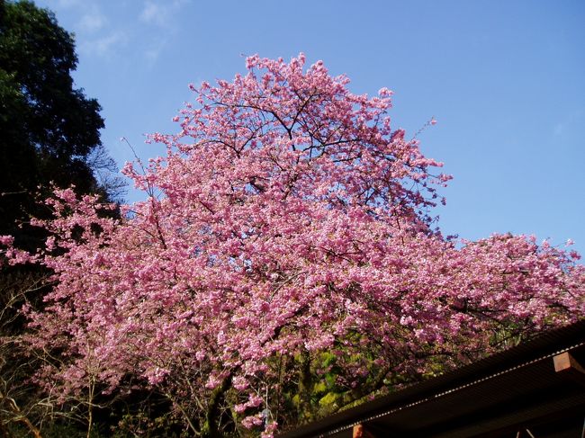 大阪に住みだして通算１０年。その間、河津桜の時期には帰る機会がなかなかありませんでした。河津に生まれて、そこに住んでいると見慣れた風景でしたが、離れてみるとその価値が判るものです。たまたま機会をいただき１泊２日で空いた時間を有効活用してきました。