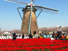 オランダ風車を囲んだチューリップ畑で　☆蘭学・医学の縁深く