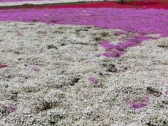 バスツアーで、みさと芝桜といちご狩りの旅♪