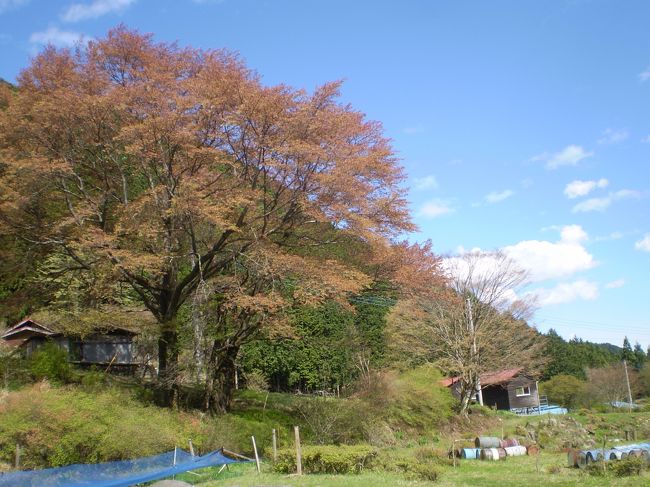 昨日（４月２５日）〜今朝まで、よく雨が降った。<br />天気予報では、今日は朝から晴れのはずだったのに、雨が残ってしまった。<br />午前中、なんとなくイジイジ過ごしていたが、昼頃やっと太陽が本格的に輝きだした。<br />風は強いが、その分空気が冴え渡り、新緑がきれいに見えるはず<br />。。。よし！いざ行かむ(^_^)v<br />