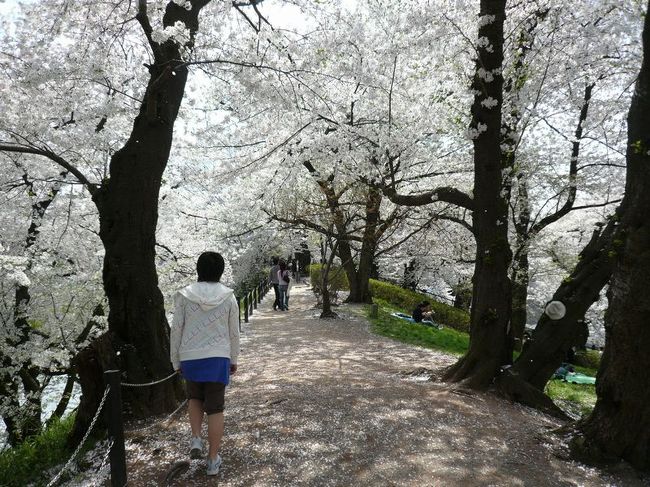 ４月中旬になって、ようやく山形にも桜前線到来！<br /><br />今年のお花見は、山形市内の中心にある山形城址｢霞城公園｣へ！<br />山形駅からも徒歩圏内と交通至便な場所でありながら、市内で一番の桜の名所なんです。<br /><br />ちょうど散り始めの頃で、お堀沿いの桜のトンネルでは桜吹雪が舞っていました〜♪