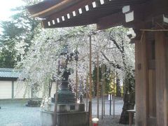 多賀神社の桜