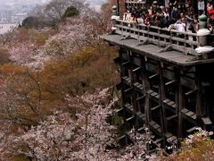 命短し恋せよおやじ…京桜吹雪編−５−