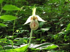 新緑の季節の森林公園にてPowerShot 200 ISデビュー（2）野草コースで、光学12倍ズームの威力にくらくら