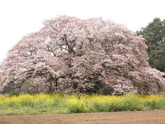 桜見るのも一苦労～　吉高の大桜　in印旛村