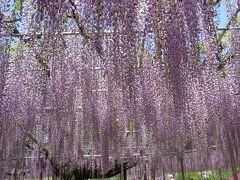 ・・・花・・・花の芸術村　あしかがフラワーパーク・・・藤の花・・・