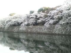 彦根城の桜