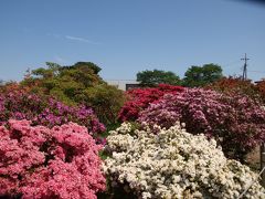 世界一のツツジ
