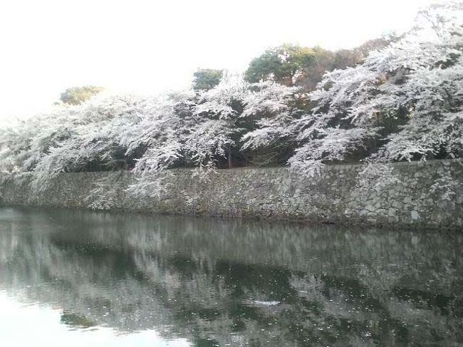 こちらも時期外れのお知らせですが、<br />今年見た彦根城の桜がとても見事でしたので<br />没にするのも勿体ないので、<br />ブログの上で、もう一度お花見をお楽しみください。
