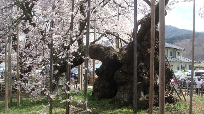 日本三大桜の一つ山梨の山高神代桜を見に行きました。<br />青春１８きっぷで行ったため、最寄りの駅から片道５キロ歩き結構大変でしたが、桜の幹の太さに感動しました。