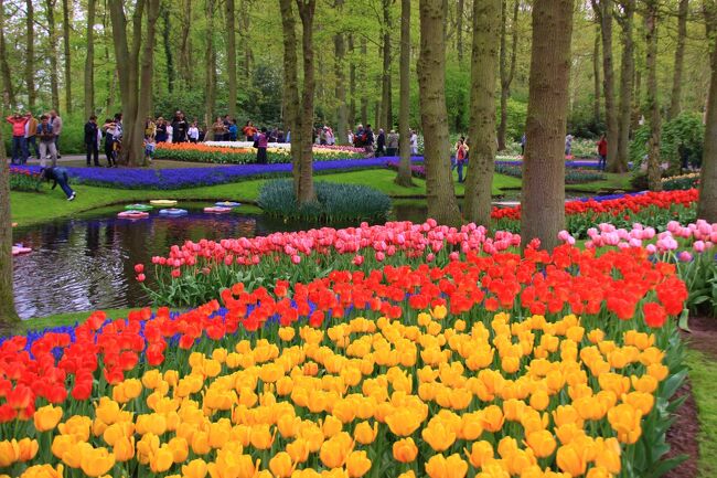 ■ キューケンホフ公園（SINCE1949）<br /><br />  ベルギーから始まった今回の旅行のフィナーレは、オランダのキューケンホフ公園散策と花のパレードの見学です。<br />今日は花のパレードが行われるということで、チケット売り場はあふれんばかりの人です。<br /><br />ゲートを通過すると、赤白黄色のチューリップが一気に目に飛び込んできました。<br />園内は大きな樹木の下に花壇がレイアウトされていて、木々の新緑と芝生と満開の花のコントラストが素晴らしい。立ち止まってあたりを見渡すと、どの方向を見ても鮮やかなチューリップが咲き誇っています。２時間の見学でしたが、とてもとても広くて回りきれませんでした。<br /><br />_/_/_/　ベルギー・オランダの旅程　_/_/_/<br /><br />□　4/20 　成田発（ヴァージンアトランティック航空901便)　⇒　ロンド<br />　　　　　　　ン経由(ブリティッシュミッドランド航空155便)　⇒　ブリュ<br />　　　　　　　ッセル経由　⇒　アントワープ泊<br />□　4/21 　アントワープ市内観光　⇒　ブリュッセル市内観光<br />　　　　　　　⇒　ブリュッセル泊<br />□　4/22 　ブリュッセル　⇒　アンデンヌの森終日観光（モダーヴ城、<br />　　　　　　　デュルビュイ、アンヌヴォア城庭園）　⇒　ブリュッセル泊<br />□　4/23 　ブリュッセル　⇒　ゲント市内観光　⇒　ブルージュ市内　<br />　　　　　　　観光　⇒　ブルージュ泊<br />□　4/24 　ブルージュ　⇒　キンデルダイク風車群　⇒　デルフト焼<br />　　　　　　　工房見学　⇒　デン・ハーグ市内観光　⇒　アムステルダ<br />　　　　　　　ム泊<br />■　4/25 　アムステルダム　⇒　アムステルダム市内観光　⇒　ライ　<br />　　　　　　　デン　⇒　リッセ　⇒　キューケンホフ公園見学（花のパレ<br />　　　　　　　ード）　⇒　アムステルダム運河クルーズ　⇒　アムステル<br />　　　　　　　ダム泊<br />□　4/26 　アムステルダム発（ブリティッシュミッドランド航空102便）　<br />　　　　　　　⇒　ロンドン経由（ヴァージンアトランティック航空900便)　 <br />　　　　　　　⇒　機中泊 <br />□　4/27 　　⇒　成田着