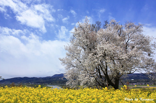 飯山市から野沢温泉村に向う途中、千曲川(ちくまがわ）左岸の丘陵地帯に「飯山菜の花公園」があります。<br />例年四月下旬からＧＷの頃に菜の花が見頃を迎え、その頃、「いいやま菜の花祭り」が開催されます。<br />暖かい春の日差しに菜の花の丘は鮮やかに、一面に黄色のカーペットを敷き詰めたようです。<br />春霞の向こう、残雪が輝く頂く山々。。。<br />そして優美に流れる千曲川。。。<br />素晴らしい景色が広がります。<br /><br />唱歌｢ふるさと｣や｢おぼろ月夜｣で知られる高野辰之氏は隣町で生まれ育ち、<br />｢ふるさと｣で｢うさぎ、追いし、かの山｣と呼ばれるかの山とは斑尾山であり、<br />｢おぼろ月夜｣で｢菜の花畑に入り日うすれ｣の歌詞はこの場所がモチーフだったとのこと。<br /><br />♪菜の花畑に　入日薄れ　見渡す山の端　霞ふかし<br />　　　　春風そよふく　空をみれば　　夕月かかりて　匂い淡し。。<br /><br />日本の故郷の原風景がここにありました。