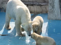 2009年 円山動物園ホッキョクグマツインズ・その２