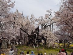 三大桜（山高神代桜）