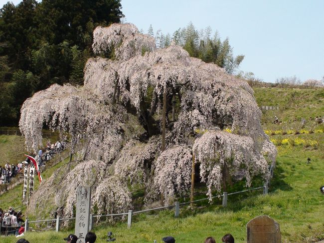 2009年の3月〜4月のかけてのトリをつとめるのは、三大桜の一つである福島県の三春町にある三春滝桜に行くことにした。結論から言うと、いろいろな意味であまりにもすごくて2日にわけて行った。すごいところは、花の咲きっぷりも木の大きさも含めて素晴らしかった。そしてもう一つは、車の渋滞が半端ではなかった。経験から述べると、大阪の富田林で行われているPLの花火と同じぐらい渋滞していた（関西人の人にしかわからないかもしれないが）。そこで、渋滞を少しでも避けるポイントとしては船引三春ICではなくて、一つ手前の郡山ICを使うほうが1時間は早く到着できると思う。それにしても、満開の休日は覚悟をした方がよい。それにしても、この桜はすごい。初めて観た瞬間のインパクトと言えば、大阪の富田林で・・・。