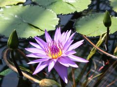 水生植物公園　みずの森　　