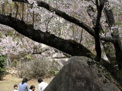 ひとり旅 ［507] 神ノ倉山公園?＜さくら景色の山頂公園を歩く＞広島市安佐北区