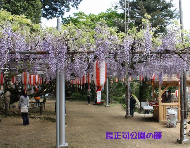 何処か行く所がないか調べていたら、下関市豊田町の藤が丁度見頃との事なので、早速出かけることにしました。<br />近くには馴染みの一の俣温泉も有るので、せっかくなら１泊しようと出かけました。