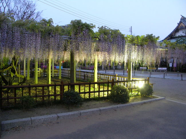 ４月の祝日、千葉県の佐原と銚子へ行ってきました。<br />この旅行記は後半の銚子編です。<br /><br />本当なら、銚子に１泊して、ガイドブックで見た藤のライトアップを楽しみ、<br />そのほかに夕日や温泉も楽しみたかったのですが、日帰りで行きました。<br /><br />佐原と交えて、１３：２４に銚子駅に到着し、<br />帰りは１９：３８に銚子駅で電車に乗るという、<br />時間厳守のまさに弾丸トラベルを実践しました。<br /><br />下調べはあまりしなかったのですが、<br />とりあえず、行きたいと思った所をうまく回れました。