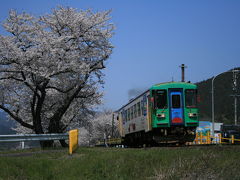 樽見鉄道と桜