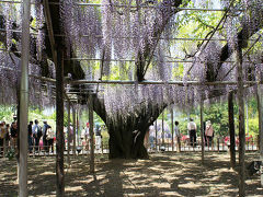 【小さな旅】２００９・小さな旅　フラワーパークからつつじが岡公園