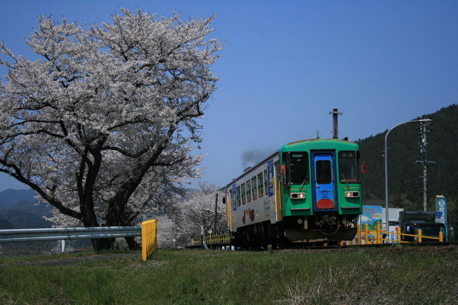 根尾　淡墨桜の帰りに樽見鉄道の線路沿いにきれいに咲いている桜を見つけ、樽見鉄道と桜のコラボ写真を撮ってきました。<br /><br />天気も良かったし、最高の条件でした。<br /><br />