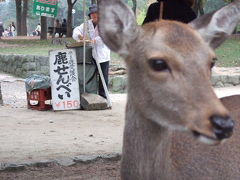 柿も食った！