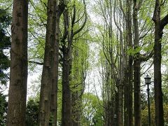 宇都宮市内ウォーキングで散策・・・?栃木県中央公園からマロニエの並木道へ