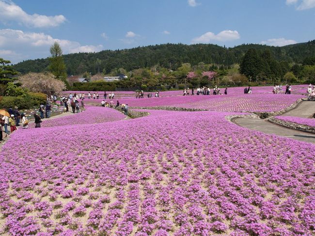 兵庫県三田市に芝桜の美しい寺があることを偶然知りました。調べてみると、関西花の寺２５箇所霊場第１１番札所の永澤寺でした。永澤寺では芝桜の花のじゅうたんの他に、ぼたん園や花しょうぶ園などもあり、四季を通じていろんな種類の花を楽しむことができます。快晴の昭和の日に芝桜と牡丹を目的に、永澤寺へ行きました。なお、永澤寺は地名は永沢寺（えいたくじ）ですが、寺の正式な呼び名は‘ようたくじ’です。