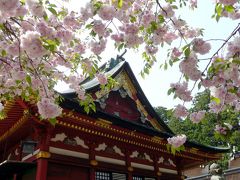 塩竈桜、満開！　その２　塩竈桜、本宮