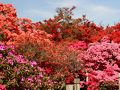 “つつじが岡公園” に１万本のツツジ燃ゆ！