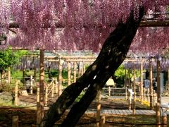 小さな旅●江南・曼陀羅寺（まんだらじ)公園の藤の花