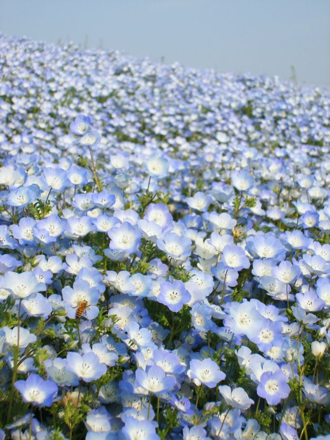 天気のいいＧＷ連休中、茨城県の国営ひたち海浜公園へ☆<br /><br />いま見ごろのネモフィラという青い花畑が見たくて行ってみました！<br /><br />そこは丘一面ブルーの世界！！<br />空との境目がわからなくなっちゃいます☆<br />とってもキレイでしたー♪<br /><br />園内ではレンタサイクルで自転車を借りてサイクリング♪<br />森林の中や海の見える丘を爆走！<br />気持ちいー！！<br /><br />森林公園や遊園地で思いっきりアクティブな休日。<br />ご家族やカップルにオススメです☆<br />また行きたいなー♪