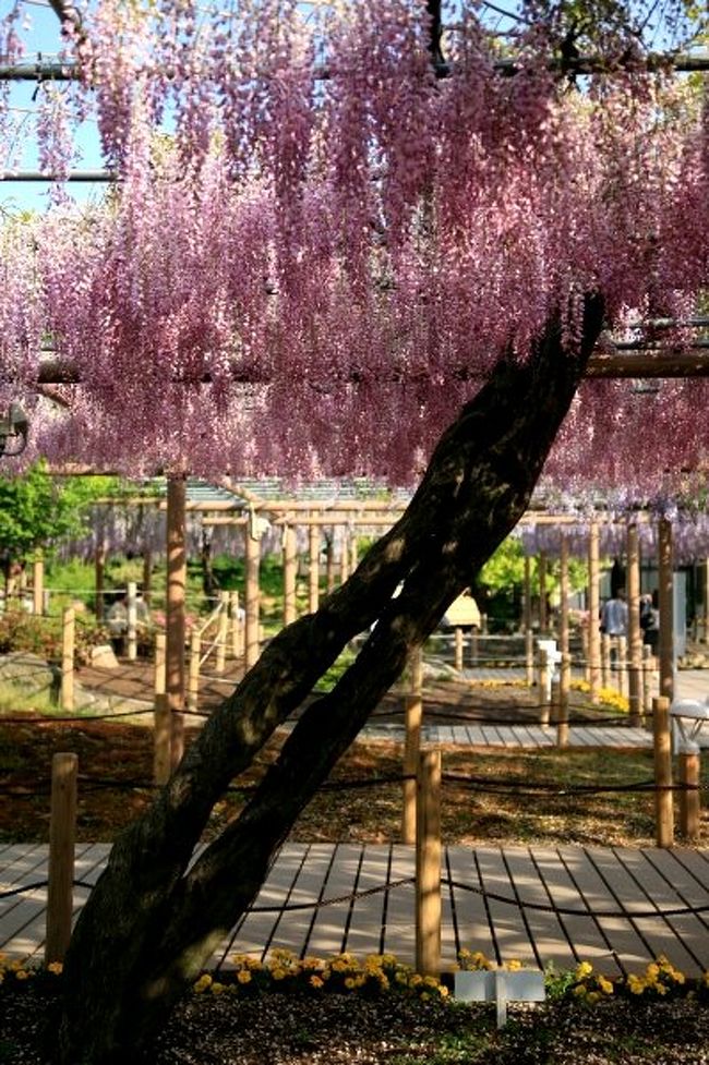 藤の名所として知られる愛知県北西部江南市の曼陀羅寺（まんだらじ）公園に行ってきました。20年ほど前に訪れて以来、久し振りでした。境内と地続きの藤棚のある公園は、バリアフリーが配慮され、車椅子での散策もできるように新しく整備されていました。今年は、市制55周年の記念の年でもあり、4/14〜5/6日は、44回目の「江南ふじまつり」が催され、日替わりのイベントやライトアップが行われていました。<br /><br />写真は、紅色のフジの花。