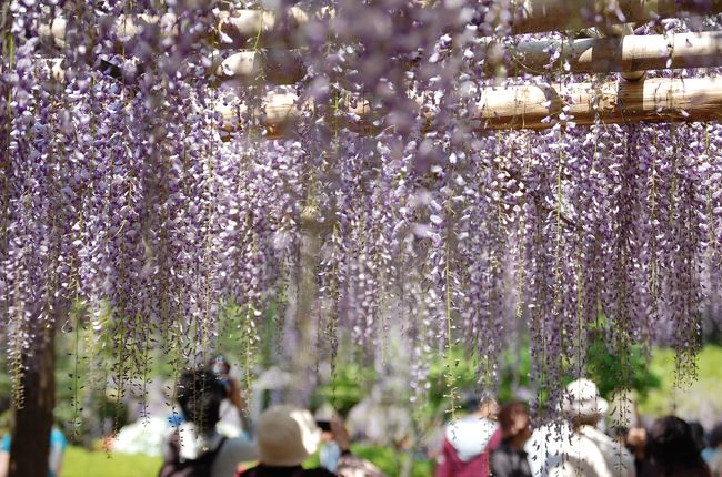 ＧＷの初日。天気に誘われて、昨日見たＴＶに促され、車でも行けるところと、春日部に藤を見に行く。 <br />牛島の藤で藤花園がＴＶで紹介されていた。横浜の家から、高速道路も空いていて、岩槻ＩＣまで1時間、そこから15分くらいで「藤花園」に着いた。駐車場は無料だったが入場料は１，０００円でしっかり取られた。 <br />樹齢１，２００年？の藤は、かなり年をとっている様子だったが、大きな藤棚に満開に蔓を垂らしていた。「あしかがフラワーパーク」程は無いが、入場者はみな満足そうだった。近いので、このＧＷ中にもどうぞ。<br />