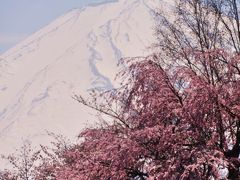 心広い富士ビューホテルから満開のしだれ桜と富士の眺め