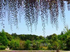 清水公園・花ファンタジアを訪ねて　☆４月28日の花模様は多彩に