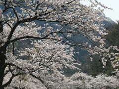 新潟・庄内の桜　2009 （2）