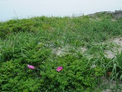 鹿島灘（１）　ハマナス自生南限の地を訪れる