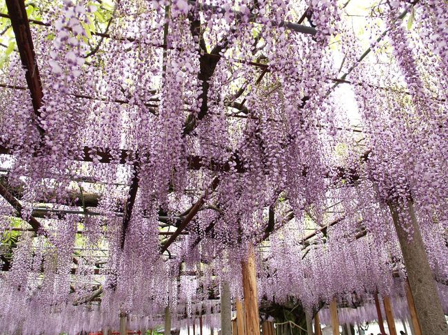兵庫県宍粟市山崎町にある大歳(ださい)神社の千年藤を見に行きました。大歳神社は‘藤の宮’と呼ばれ、藤の花の見頃になると、境内を千年藤の藤棚に覆い尽くされるようになります。兵庫県の天然記念物に指定されており、地元山崎では日本一と称しています。また、環境省の指定する‘かおり風景100選’に選定されています。<br /><br />ところで、大歳神社といえば稲の神様といわれる大歳神(おおとしのかみ)が祀られており、全国いたるところにあります。‘おおとしじんじゃ’と読むのが普通ですが、この千年藤のある大歳神社は‘ださいじんじゃ’と読みます。そのわけははっきりとはわからないようです。