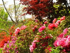 清水公園のボタン、今真っ盛り　☆花ファンタジアでの豪華競演！