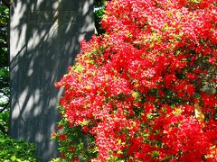 清水公園・ツツジ祭りの始まり　☆ヤエキリシマ・花車も咲き誇り