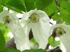 GWの花めぐり2009（3）ハンカチノキを求めて智光山公園へ