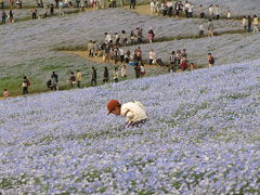 GWの花めぐり2009（6）一度は見たかったひたち海浜公園の、念願のネモフィラの丘とチューリップ