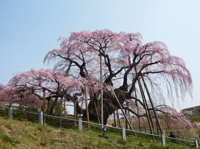 久しぶりに花見へ行ってなくて、ちょうど高速料金値下げも実施されたので、東北方面へ花見へ行こうと思いました。<br />PCで検索したら、福島に日本三大桜があると。距離的にも行けそうだし、ついでに会津若松城と日帰り温泉も行けて、出発しました。<br />さすが日本三大桜、朝5時の出発でよかった、帰りの時人がとんとん増えて、いいタイミングでした。<br />お城も温泉もよかったし、途中に猪苗代湖から見た磐梯山の景色もとても素敵でした。<br />16時間の旅とても充実でした。