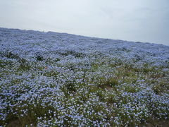 2009年05月　ひたち海浜公園と大洗港の釣り園に　行ってきました。