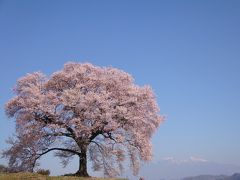 山高神代桜・王仁塚の孤高の桜と山梨県立美術館