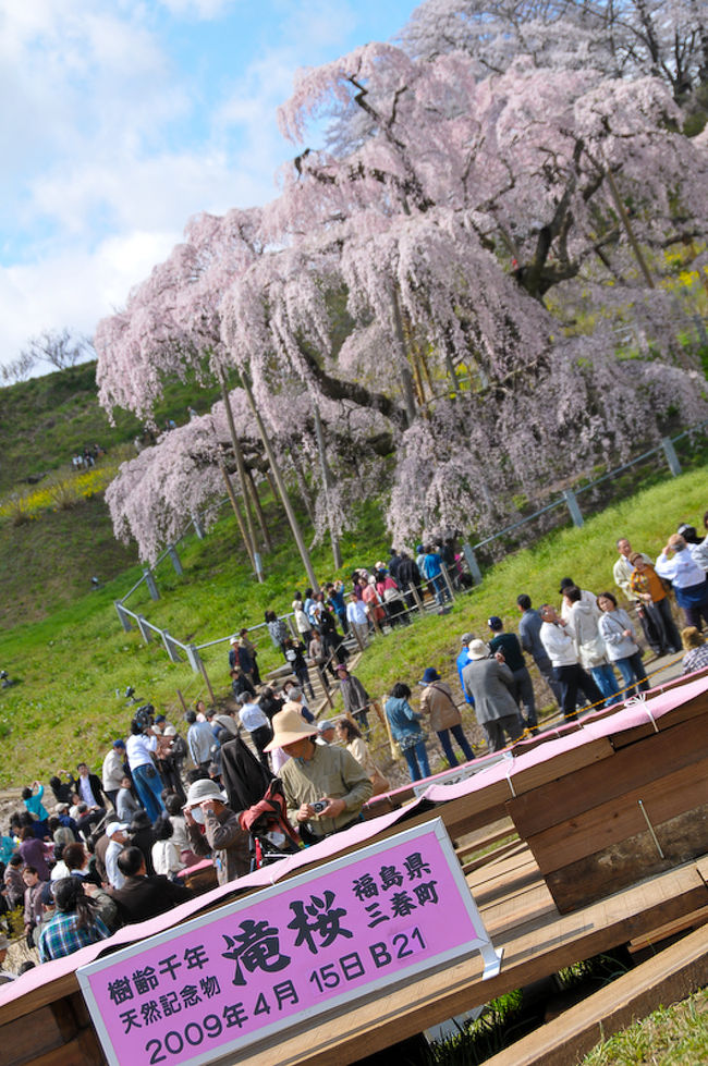 さてさて、滝桜へとやってきました！<br /><br />平日のせいか、それほど道も混んでいませんでしたが駐車場入り口での駐車場待ちの渋滞になってしまい、手前の民家の個人駐車場に置かせてもらいました。<br /><br />もうここは有名な桜ですので言うこともなし(爆)。いつか来よう来ようと思っていた場所ですが、さすが桜の観光地NO.1なだけある桜でした。<br /><br />ちょっと上空の風が強くて雲に覆われてしまったのが残念でした。<br />とにかく、生き物感が凄い桜(・・;)