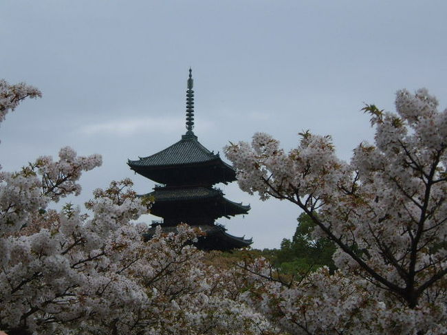 京都 奈良一人旅 桜編 京都 奈良 京都の旅行記 ブログ By アスティさん フォートラベル 京都 奈良一人旅 桜編 京都 奈良 京都の旅行記 ブログ By アスティさん フォートラベル